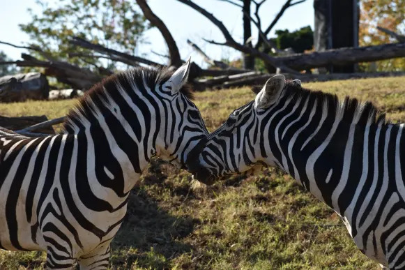 CrazyFox Casino Soporte